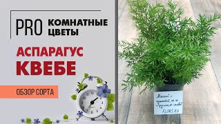 Аспарагус Квебе  пушистое комнатное растение  Как правильно ухаживать за аспарагусом [upl. by Amarillas]