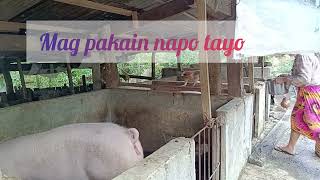 Small Backyard Piggery  Pig Farming [upl. by Ambrosine]