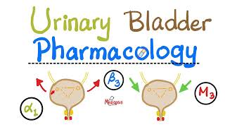 Pharmacology of Urinary Bladder — Detrusor Muscle Sphincters — Alpha Beta Muscarinic Nicotinic [upl. by Maurey950]