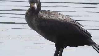 doublecrested cormorant call [upl. by Asserat]