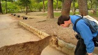 Bowing Deer in Nara Park [upl. by Hutchison]