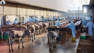 La Fábrica Procesadora Carne Burro Más Moderna China  Procesamiento Moderno Alimentos [upl. by Nnylesor]