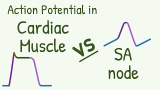 Action Potential in Cardiac Muscle vs SA Node a Comparison [upl. by Akilaz]