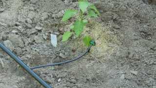 How To do Drip Irrigation with Emitters [upl. by Oiramd]