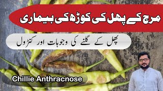 Chilli anthracnose disease  Chilli fruits rot How to control chilli diseases  Agrarian Amin Lodhi [upl. by Wun45]