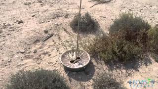 Planting Trees  Pushing Back the Desert [upl. by Ringe946]