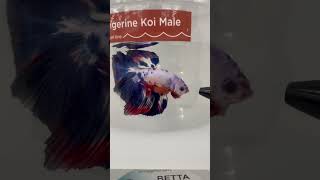 THE SIAMESE FIGHTING FISH…TANGERINE KOI BETTA FISH [upl. by Tayib204]