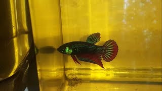 Hybrid Imbellis vs Original Imbellis  Betta Fish [upl. by Niuq]