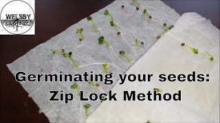 Germinating your Seeds Ziplock Method [upl. by Ing]