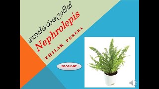 Nephrolepis life cycle [upl. by Carlyn]