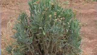 Guayule at Red Rock Energy Farm [upl. by Kamin146]