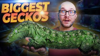 The BIGGEST Pet Geckos YOU Never Knew Made GREAT Pets [upl. by Thorndike]