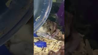 So cute 🥰 hamsterbabies hamstertreats hamsteraccessories hamstersoftiktok hammy shorts [upl. by Merill]