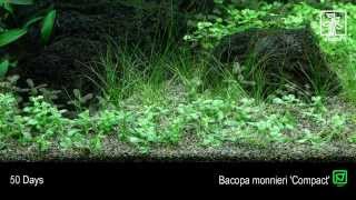 Bacopa monnieri Compact [upl. by Salina]