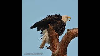 Bald Eagles  Preening [upl. by Macmahon]