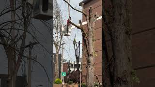 6 Elm Trees on Capital Hill shorts fyp tree treeservice chainsaw [upl. by Gasperoni]