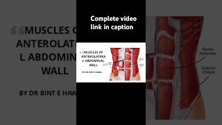 Muscles of anterolateral abdominal wall mbbsstudent humanbody drnajeeblectures medicalcollege [upl. by Priest]