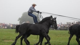 Percheron Thunder at Horse Progress Days [upl. by Kire825]