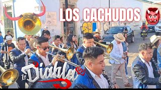 LOS CACHUDOS ELEFANTES ROSAS 🩷🐘BANDA LA DIABLA 2024🔥 [upl. by Pettifer]