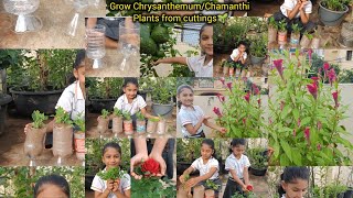 Grow ChrysanthemumChamanthi🌼Plants from cuttings🌱 [upl. by Uyekawa]