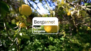 Bergamot Essential Oil  doTERRA Behind the Bottle Episode 12 [upl. by Friedman]