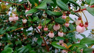 My little Chilean Guava Collection [upl. by Selie]