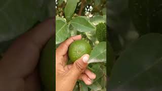 کنو کے درخت oranges plants [upl. by Odrick]