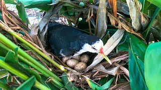 Lone Mother Bird Screams in Distress After Nest Intrusion 5 – Waterhens Sleep amp Egg Watch E242 [upl. by Dwyer]