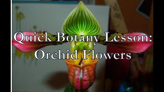 Quick Botany Lesson Orchid Flowers [upl. by Hamnet393]