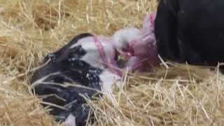 Fair Oaks Dairy Farm  Birthing Barn [upl. by Hoffarth]