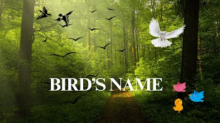 Birds Name  BIRDS NAME IN ENGLISH  COLOURFUL BIRDS NAME  BIRDS NAME WITH PICTURES AND SPELLINGS [upl. by Alleciram]