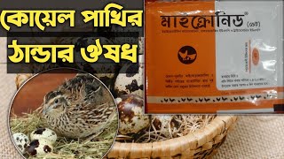 কোয়েল পাখির ঠান্ডার ঔষধ। koel pakhi medicine [upl. by Ojela818]