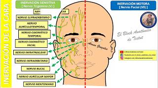 Inervación de la cara  Animación [upl. by Padriac]