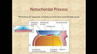 weeks 3 7 notochord development [upl. by Aneed]