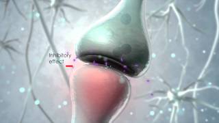 Visualization of the endocannabinoid signaling system [upl. by Auqemahs]