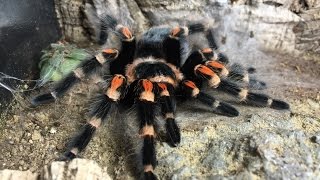 Tarantula Molting Time Lapse  Brachypelma Auratum  Mexican Flame Knee Tarantula Molting [upl. by Shadow5]