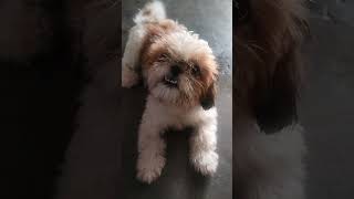 Shih Tzu puppysort viralvideo shihtzupuppie [upl. by Zailer]