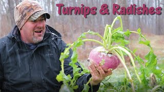 Will Deer Eat Turnips and Radishes Are They Food Plot Worthy [upl. by Lise]