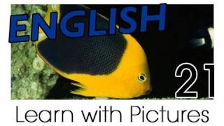 Learn English  English Marine Animals Vocabulary [upl. by Sanger798]