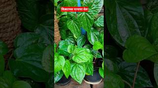 Shorts Betel Leaf Plant plant वेड्याचे gardning viralshorts🌿 [upl. by Amahcen]