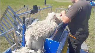 Vaccinating 720 lambs per hour  Cotter Crate [upl. by Eisaj744]