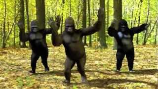 Dancing Gorillas [upl. by Masao413]