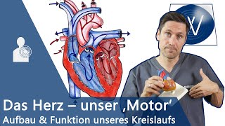 Unser Herz amp Blutkreislauf einfach erklärt Anatomie Funktion und Physiologie vom Lebensmotor [upl. by Lib]