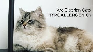 Are Siberian Cats Hypoallergenic [upl. by Cahn]