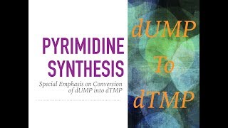 Pyrimidine synthesis dUMP to TMP [upl. by Odracer]