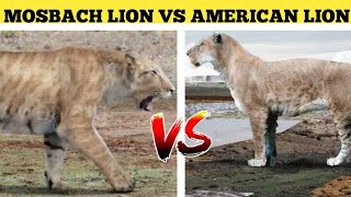 mosbach lion vs american lion 👑  इतिहासा के जंगलो की सबसे बड़ी लड़ाई 🔥 [upl. by Notnil]