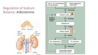 Fluid Electrolyte and Acid Base Balance [upl. by Koa]