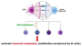 Cytokines and Chemokines [upl. by Asilam83]