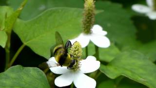 Bumblebeemimicking Flower Fly フタガタハラブトハナアブ♂＠ドクダミ訪花 [upl. by Ahsinam]