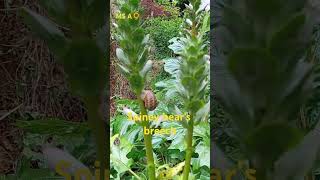 Acanthus Spinosus  Acanthaceae garden nature missa 🌻🌻🌻 [upl. by Noakes995]